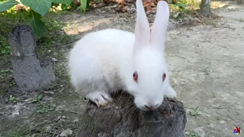 Cute baby Rabbit on tree stump | One interesting moment |