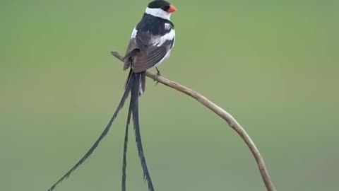 Beautiful And Very Cute Pin tailed whydah🐦❤️💝😍