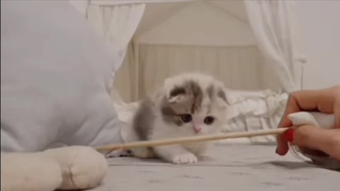 Cute kitten videos short leg cat- kimskenneIUS