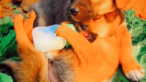 Puppis Milk Feeding Cute Baby Dog Video Little Puppy Videos Animals Funny Videos #shorts #dog