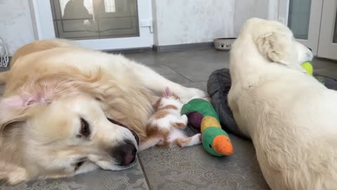 Kitten plays with Golden Retrievers