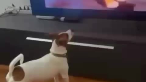 Dog missing his mother's love after watching a movie