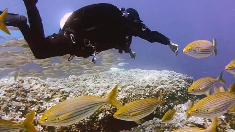 Salema porgy fishes pass right around thrilling a scuba diver in Atlantic Ocean