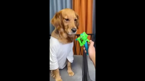 Funny video cat and dog