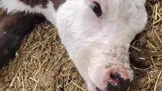 Tugging on Cow's Tongue