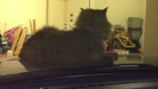 Cat sneaks into garage and wont leave