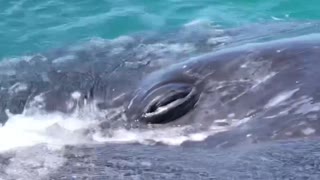 Proof Whales Love Humans