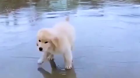 Cute duggy feeling scared at the sight of water
