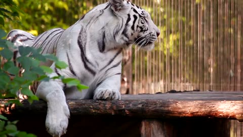 White Tiger In The Wild