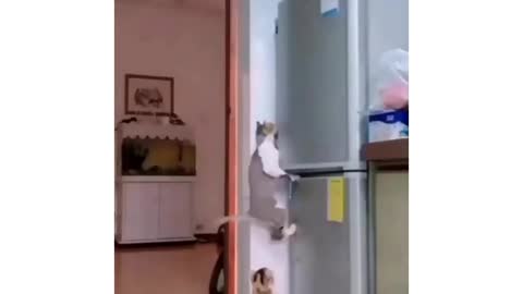 Funny cats steal food from the fridge😹