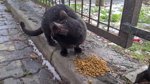 Stray Black Cat Very Hungry.
