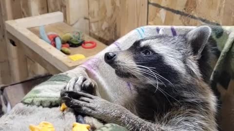 Raccoon Snacks on Goldfish Crackers