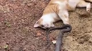 My God Cat fights the snake - Cat plays with death snake