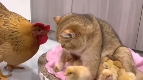 The chicken is stunned by what the cat does 😂😂😂😂