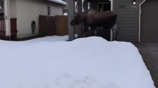 Moose leaps over tiny fence 2024 here we come!