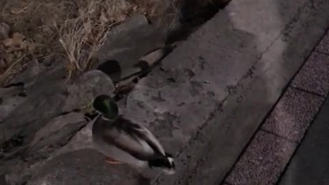 Ducks comes out to street!