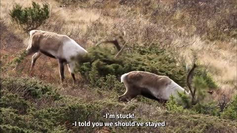 The Laws of Nature: Meet the talking Animals from NORWAY