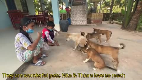 Cute Puppies Eat Toast Feed by Nita - Thiara - Friendly Dogs In Village