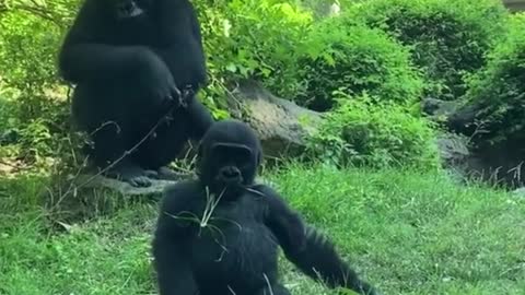 Are these orangutans a family? The baby orangutan has a cute face