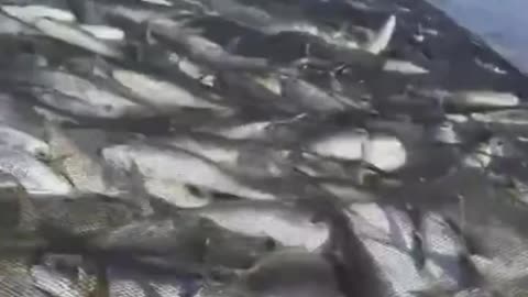 This fisherman is very happy, he got lots of fish