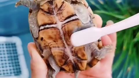 FUNNIEST TURTLES - Cute And Funny Turtle / Tortoise Videos 🐢