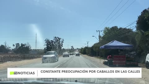 CABALLOS EN LA SERENA: ¿QUIÉN RESPONDE?