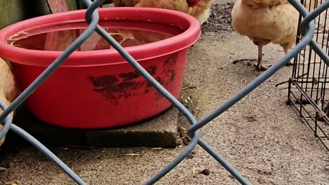 OMC! Beautiful hen comes up close to have her picture taken.