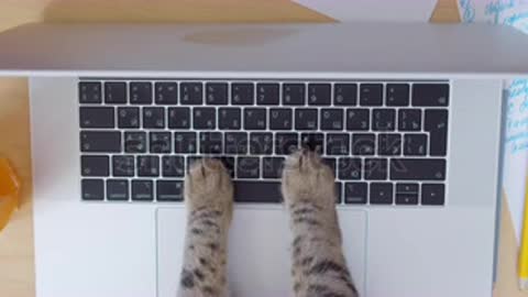 A funny and silly video of cat foot typing and pressing keyboard keys