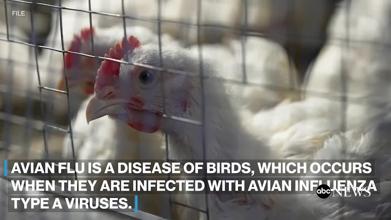 What To Know About The Deadliest Bird Flu Outbreak In History