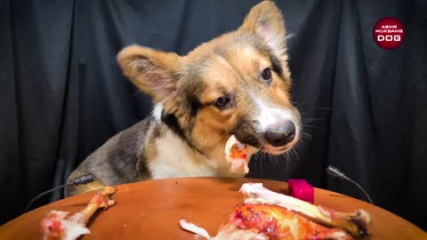 Dog eating chicken and making fun