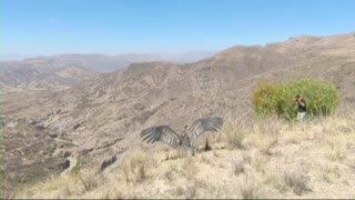 Condors released back into the wild in Bolivia