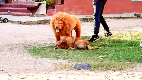 Best Prank Collection Top 15 - Fake Lion Prank Real Dog Super Fun.............. -