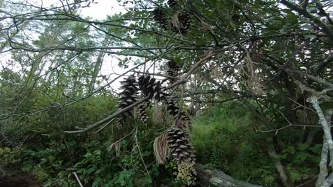 Pine Cones