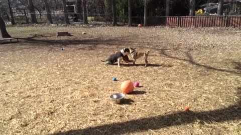 Inspiring playtime between disabled Pit Bull and rescued street dog