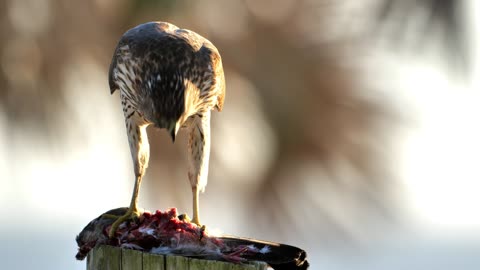 Juvenile Cooper's Hawk feeding on a kill