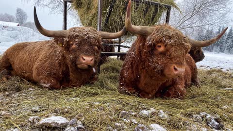 Scottish Highland Cattle In Finland Bulls 19th of January 2021