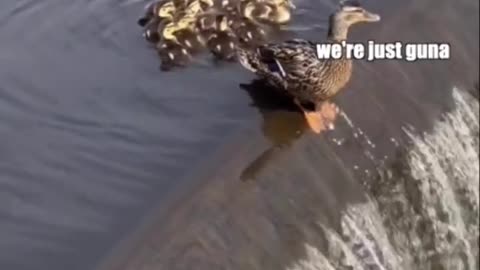 Funny ducks