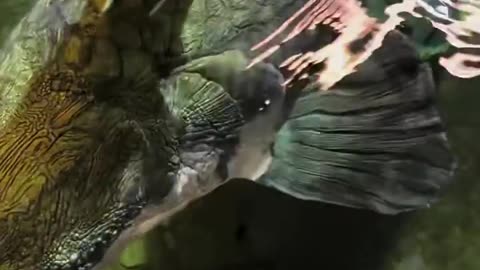 Largest aquarium Arapaima couple