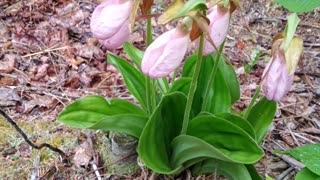 Slipper Orchids