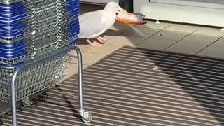 Seagull Thief at it Again