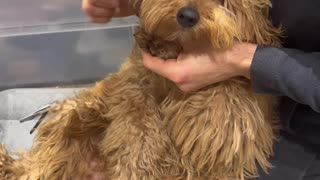 Husband Struggles to Trim Dog's Nails