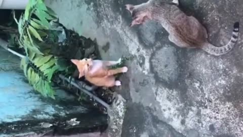 CAT FIGHTING . CAT VS CAT // FUNNY CAT VIDEO