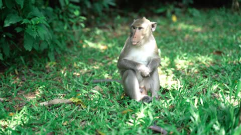 Funny monkey 🙊 looking videos