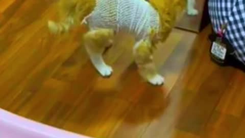 A viral A kitty with strangely huge muscles has become an internet sensation.