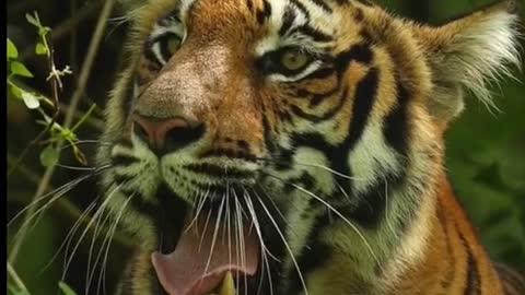 Wild animals zero distance from the tiger