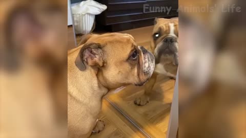 🤣 Funniest 😻Cats And 🐶 Dogs From Tik Tok - Try Not To Laugh - Funny Pet Animals 😇