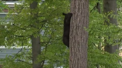 NJ considers reinstating black bear hunt