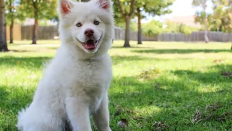 Do you know about most beautiful white dog breed?