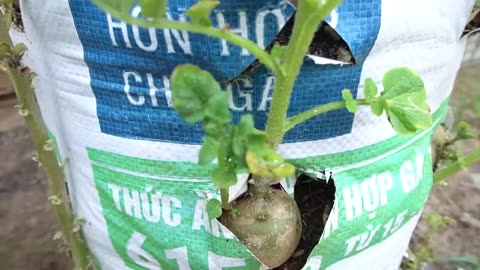 Why do potatoes grow in bags of soil have so many tubers? Here is the answer