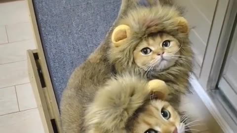 Cute cats wearing lion hats